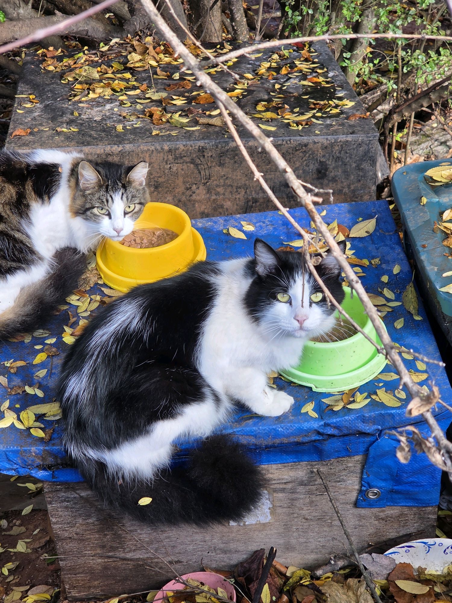 Mansell cat feeding station