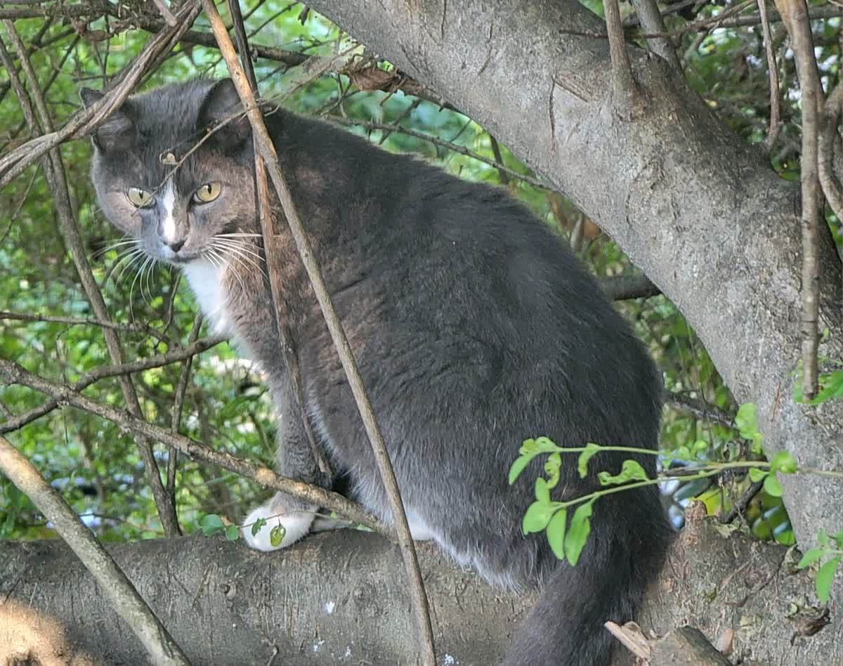 Cat in tree Cat in tree