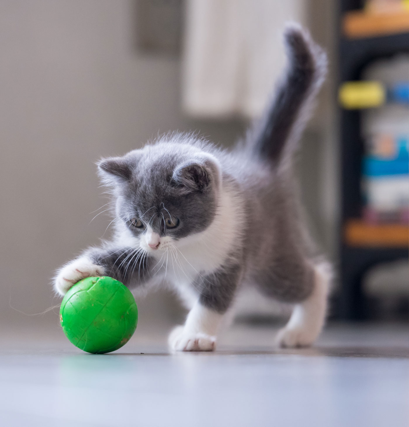 Kitten Playing with a Ball