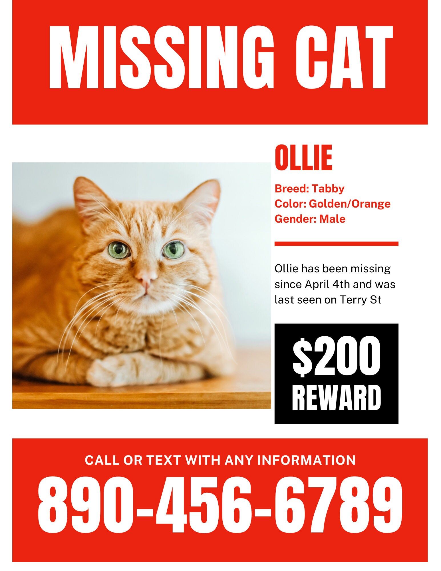 Lost Cat