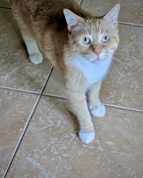 Mewo Meow