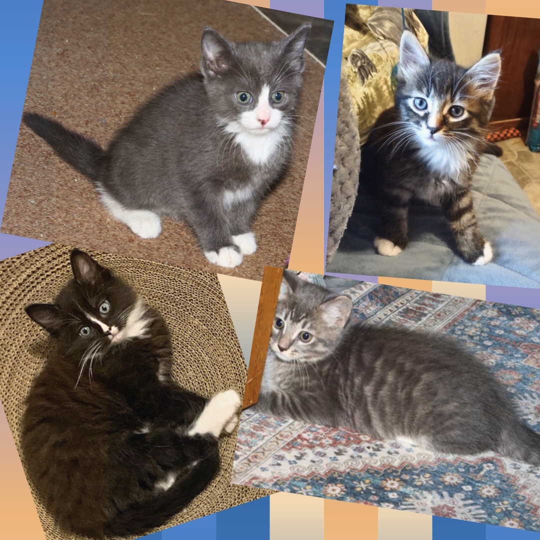 Twain and litter mates Twain and litter mates