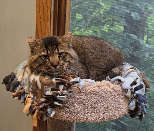 Sule in cat tree