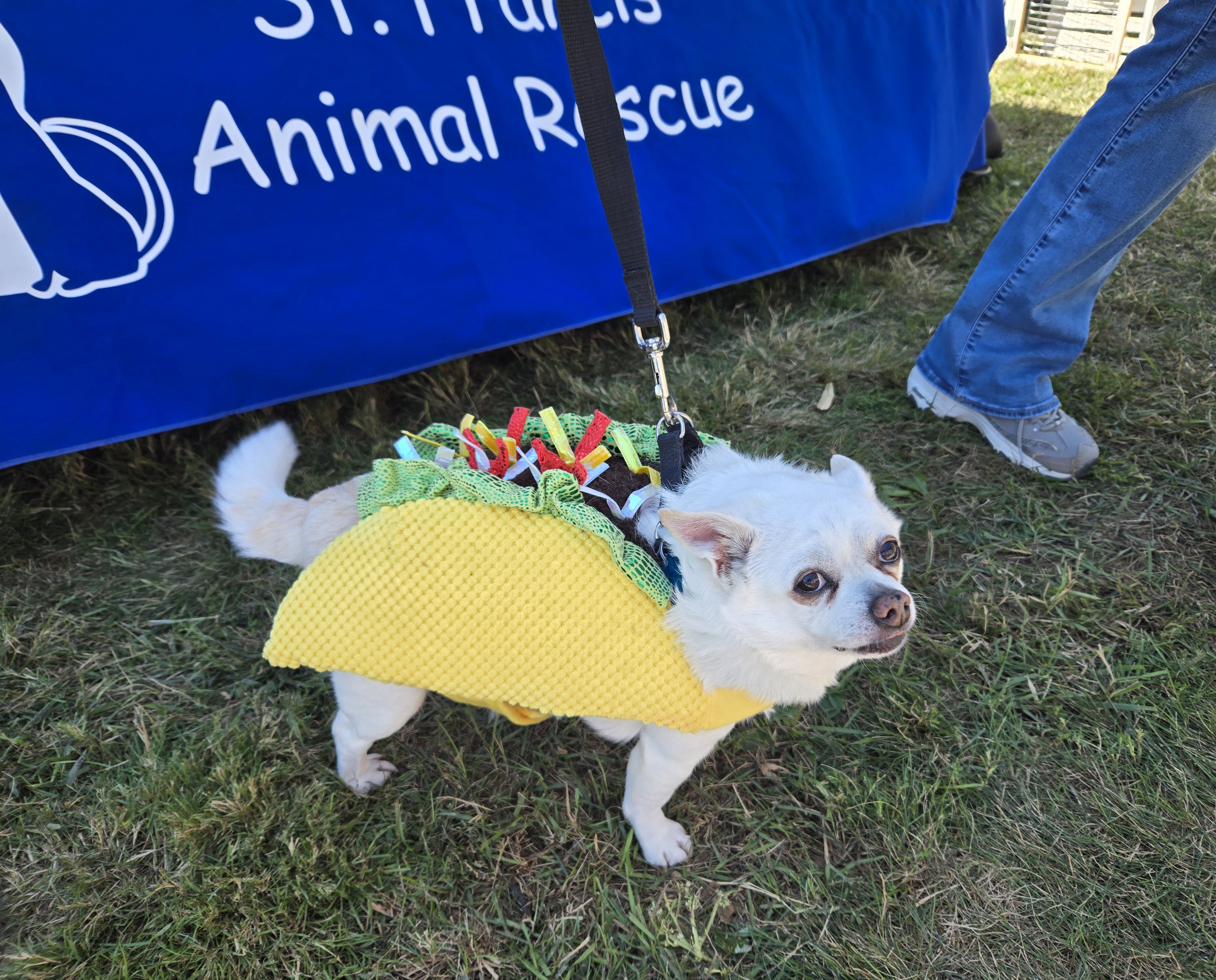 Scandia Daze Taco Dog Scandia Daze Taco Dog