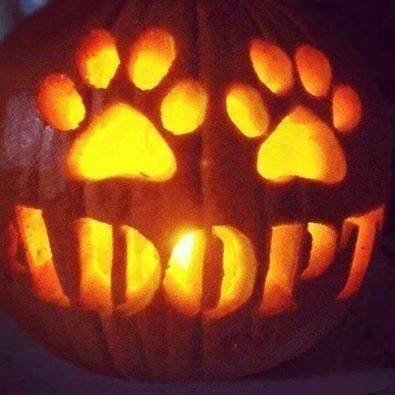 Pumpkin-adopt