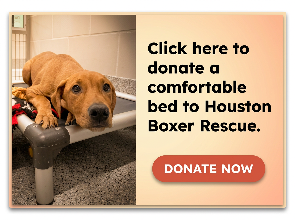 Click here to donate a comfortable bed to Houston Boxer Rescue