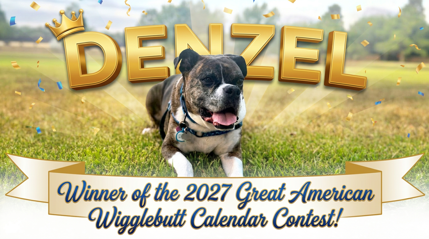 Denzel, winner of the 2027 Great American Wigglebutt Calendar Contest