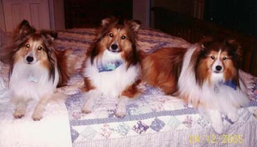 rabbit run shelties