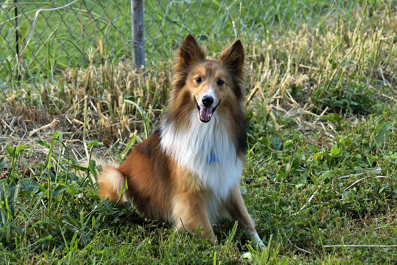 rescue shelties near me