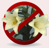 no lillies