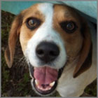 zeus_thumbnail zeus_thumbnail
