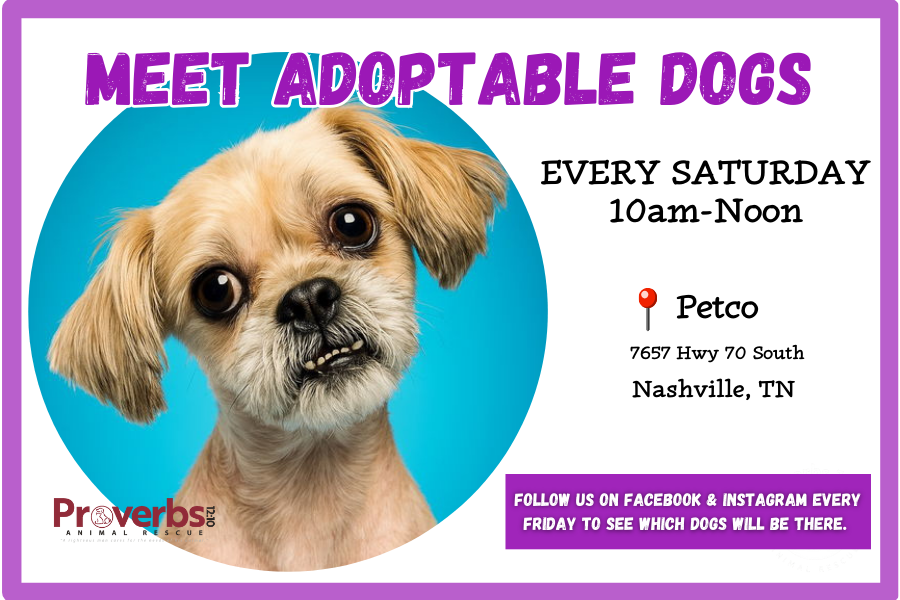 1Meet Adoptable Dogs