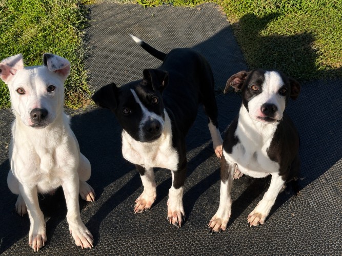 3 Boy Pups