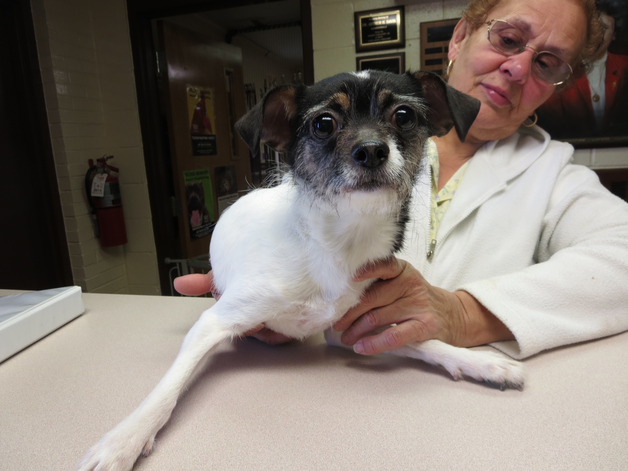 dogs needing foster homes near me