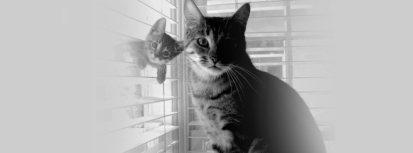 bw cat and baby