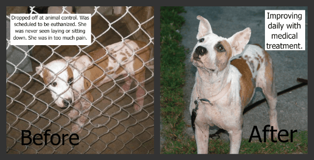 Roo Before and After Roo Before and After