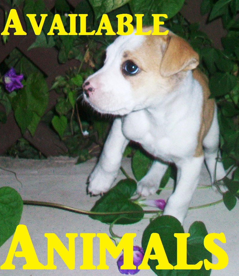 Poster-Available animals Poster-Available animals