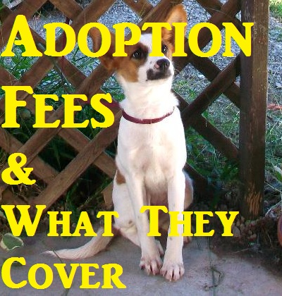 Poster-Adoption Fees Poster-Adoption Fees