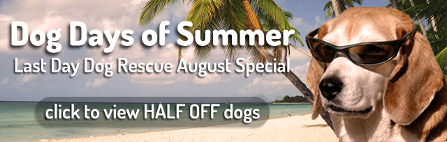 dog days of summer dog days of summer