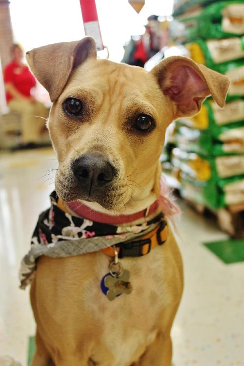 Natasha-happy tails