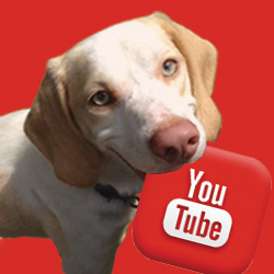 youtube dog