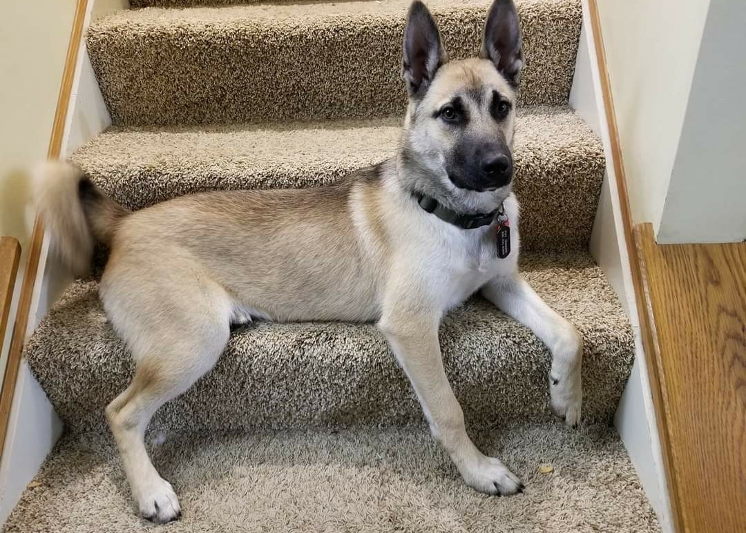 Gunther 1 - Happy Tails