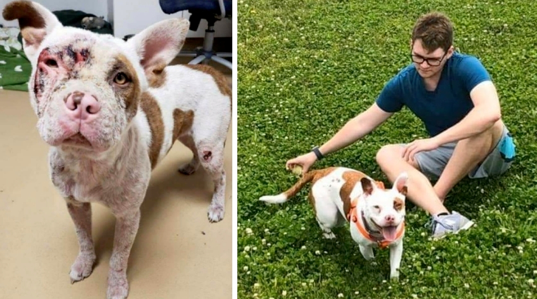 Porkchop Before & After