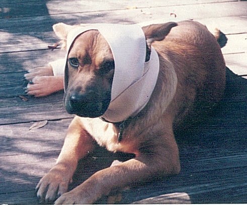 Addie with bandage Addie with bandage