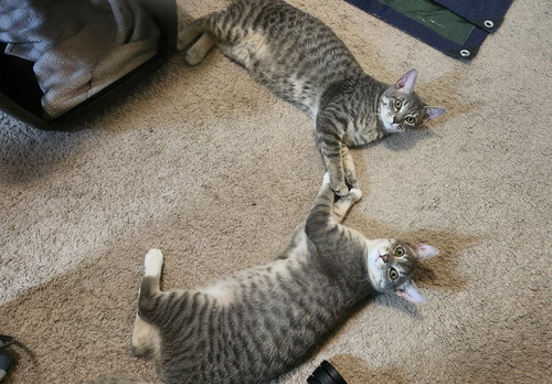 Bebop & Rocksteady Cats 2026 Austin