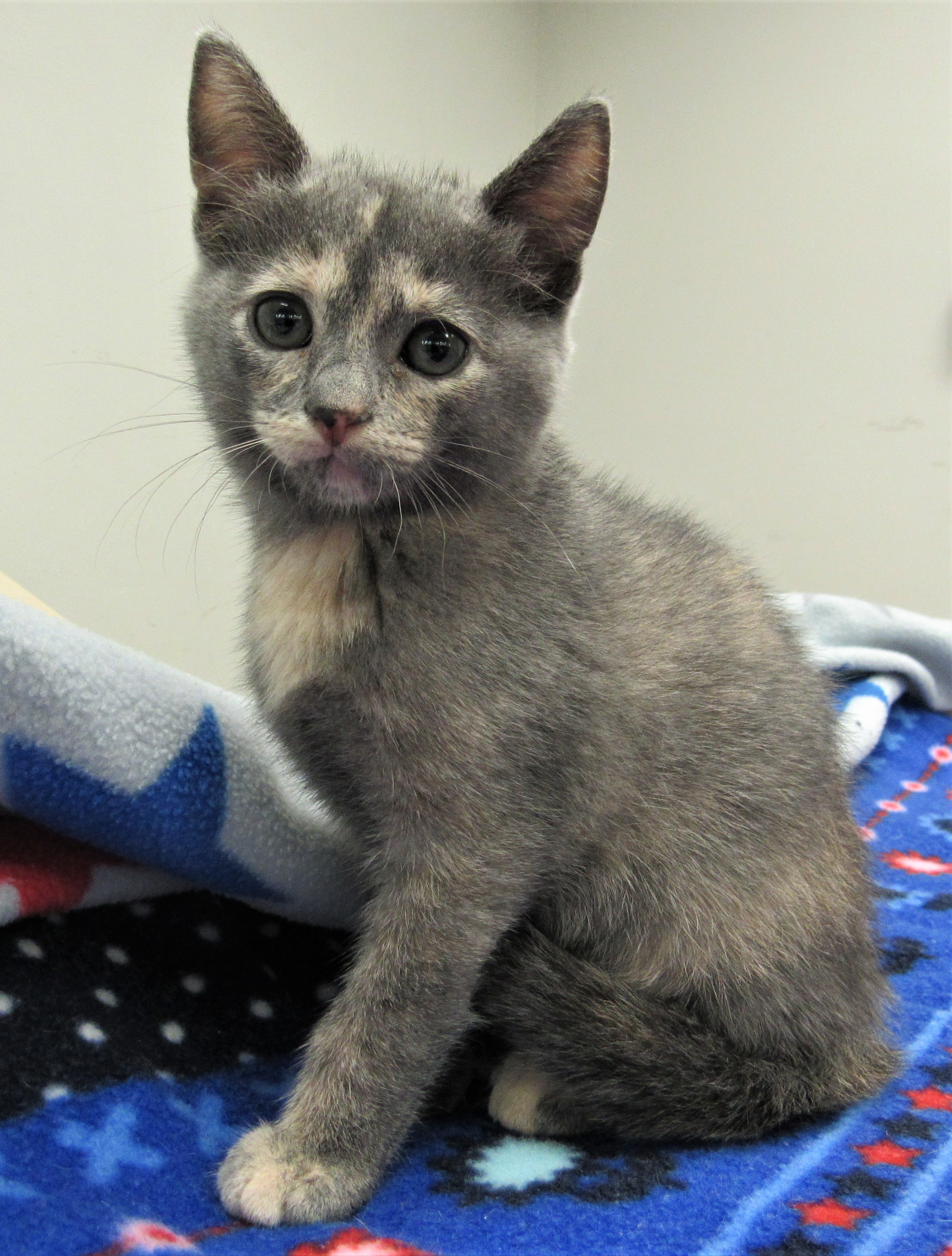 Cinder Kitten 2021 Terri Cinder Kitten 2021 Terri