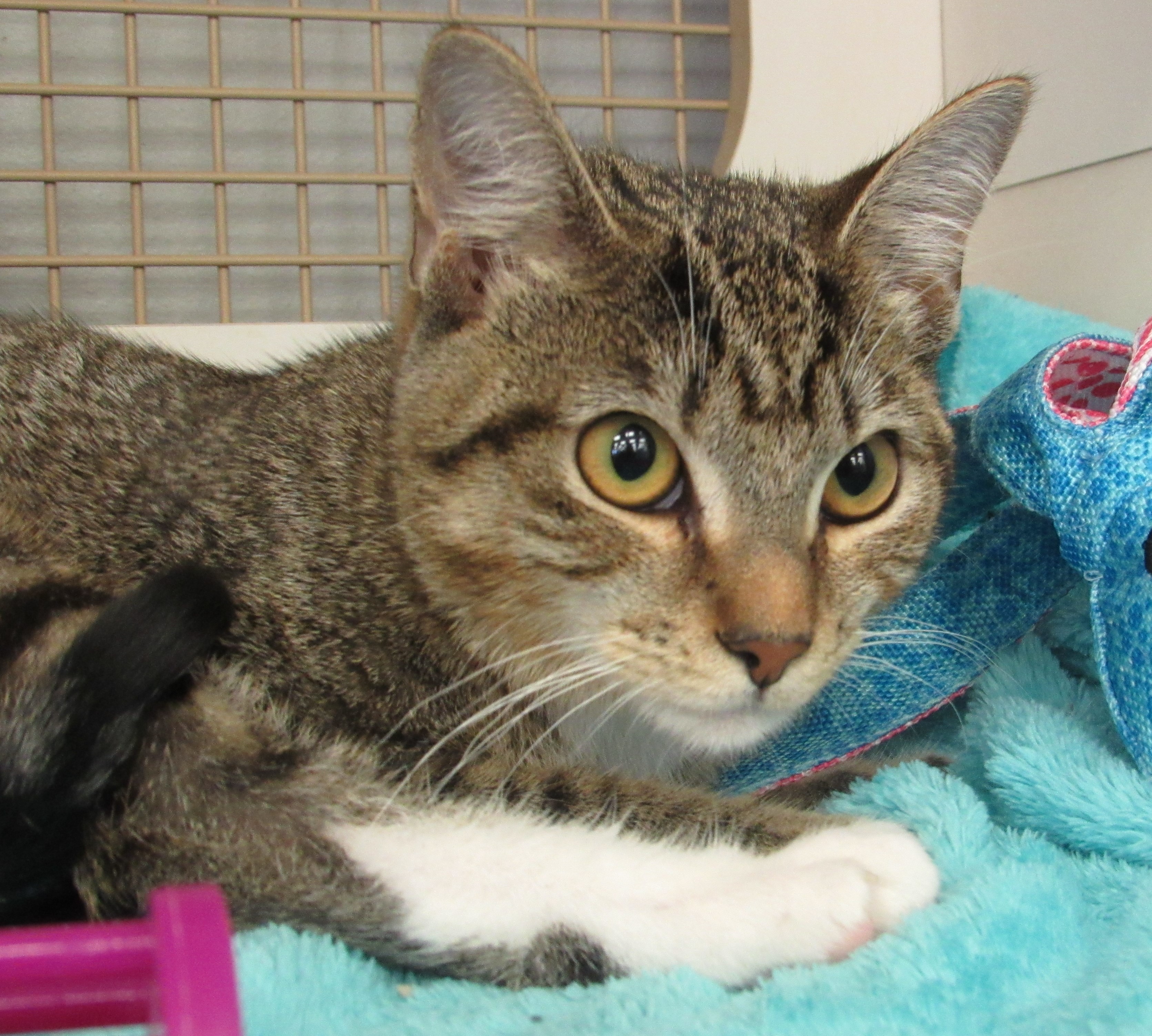 Mitzi Taby Kitten 2020 Karen's Mitzi Taby Kitten 2020 Karen's