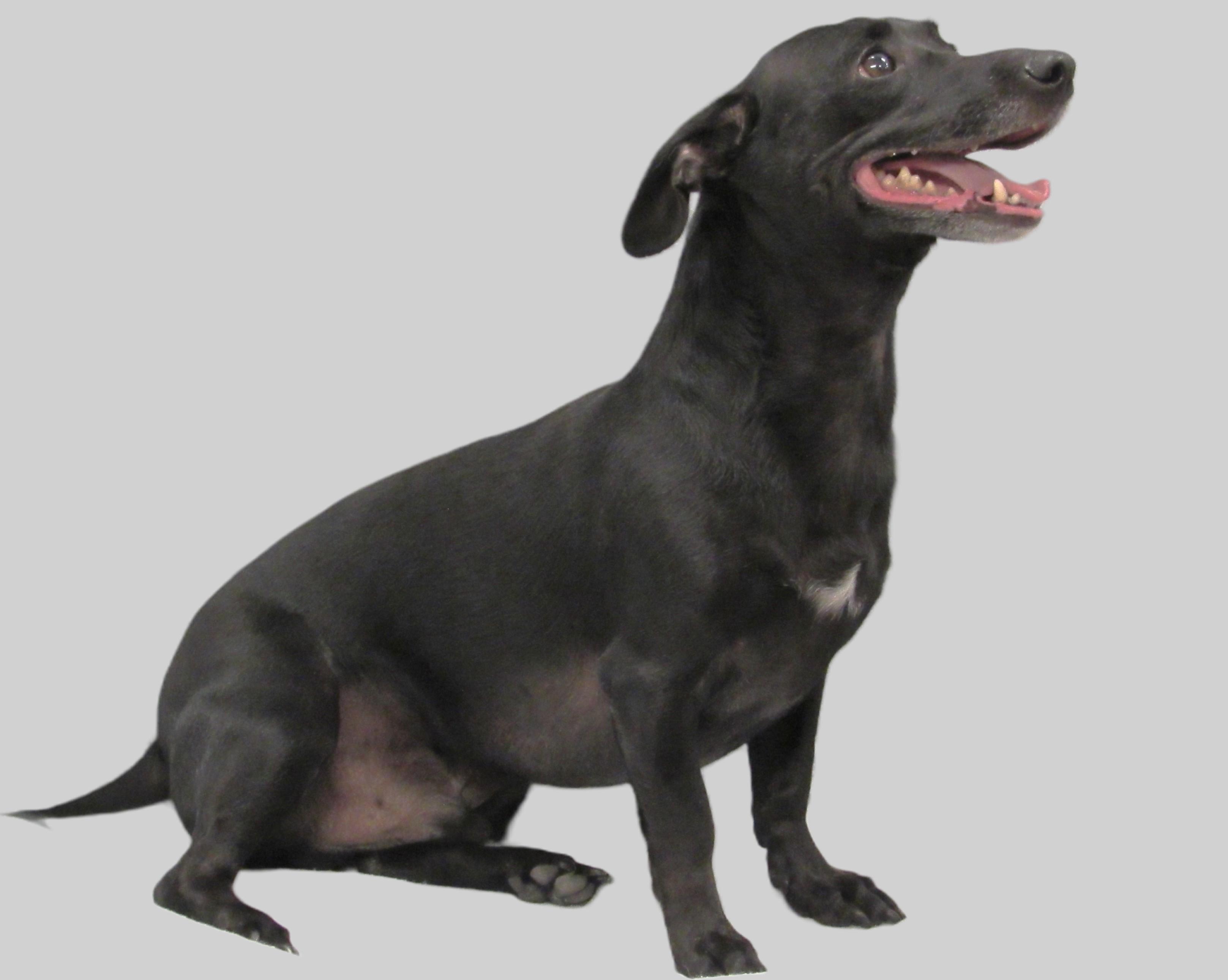 Goliath 2025 Black DachshundX Goliath 2025 Black DachshundX