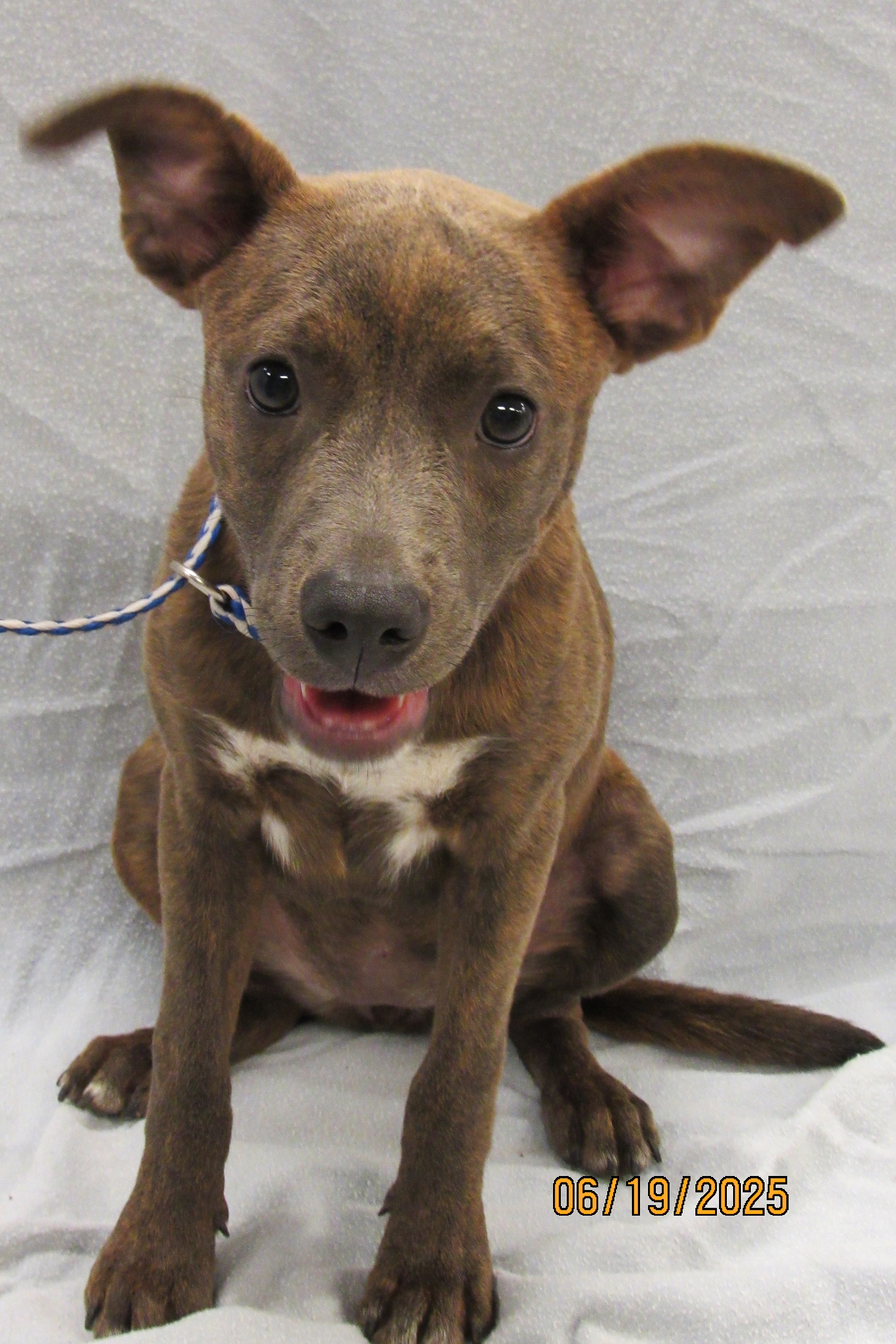 Bailey Bill's Pup Older 2025