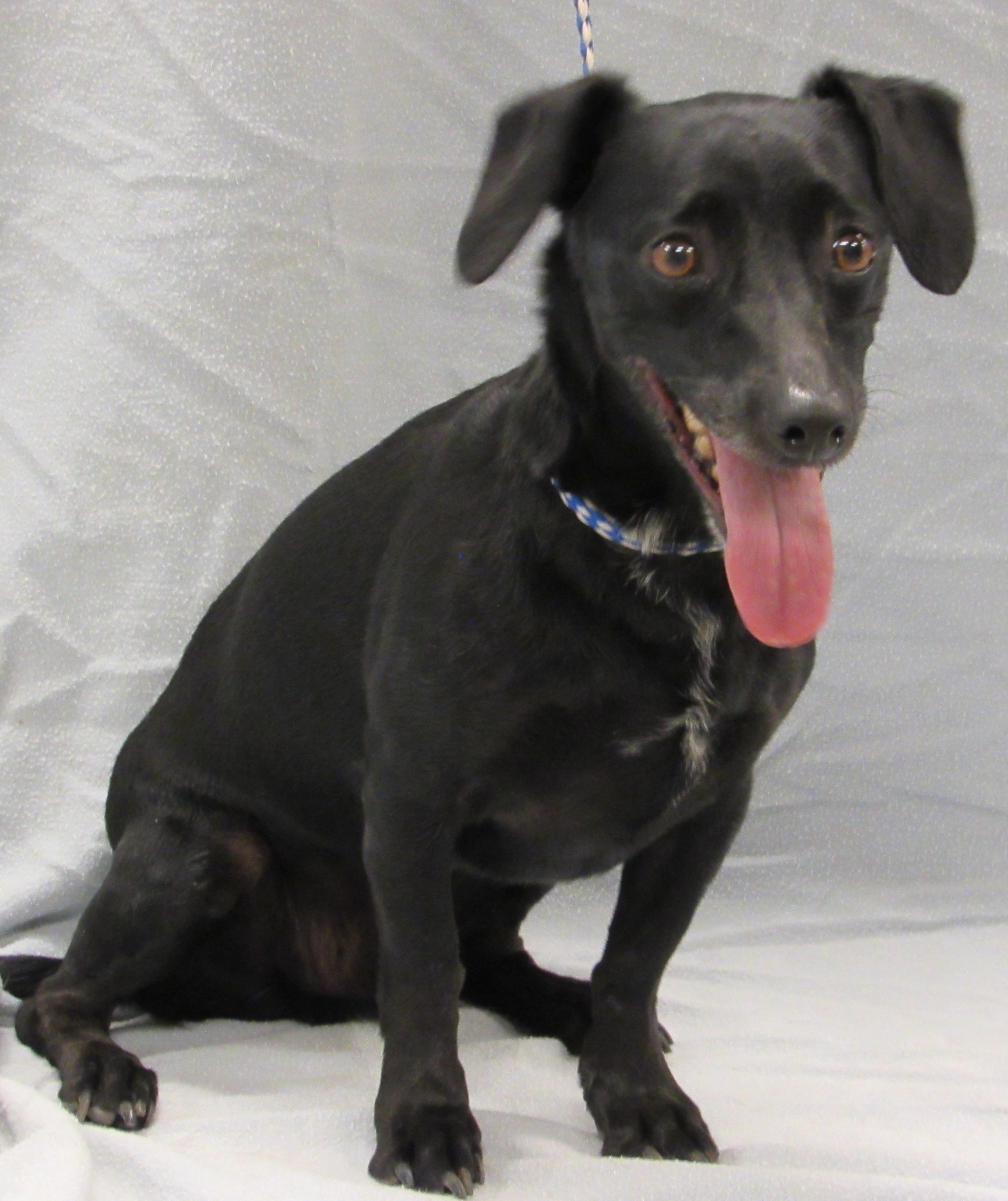 David Black Doxie 2026