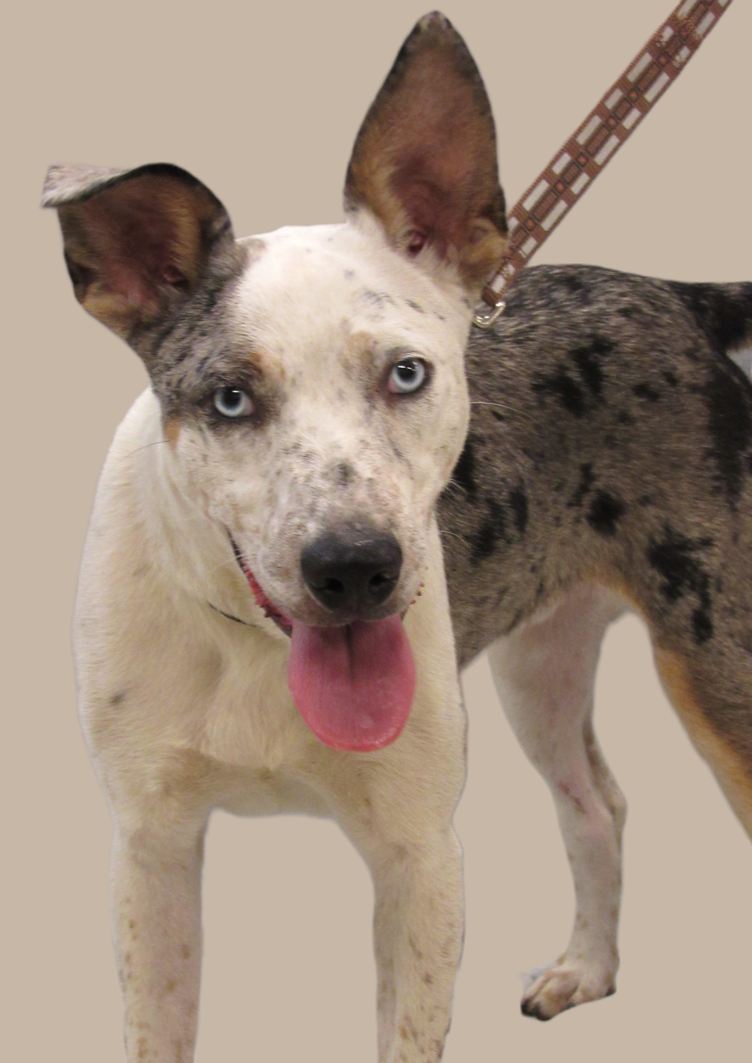 Chestnut 2024 Tan Background Chestnut 2024 Tan Background