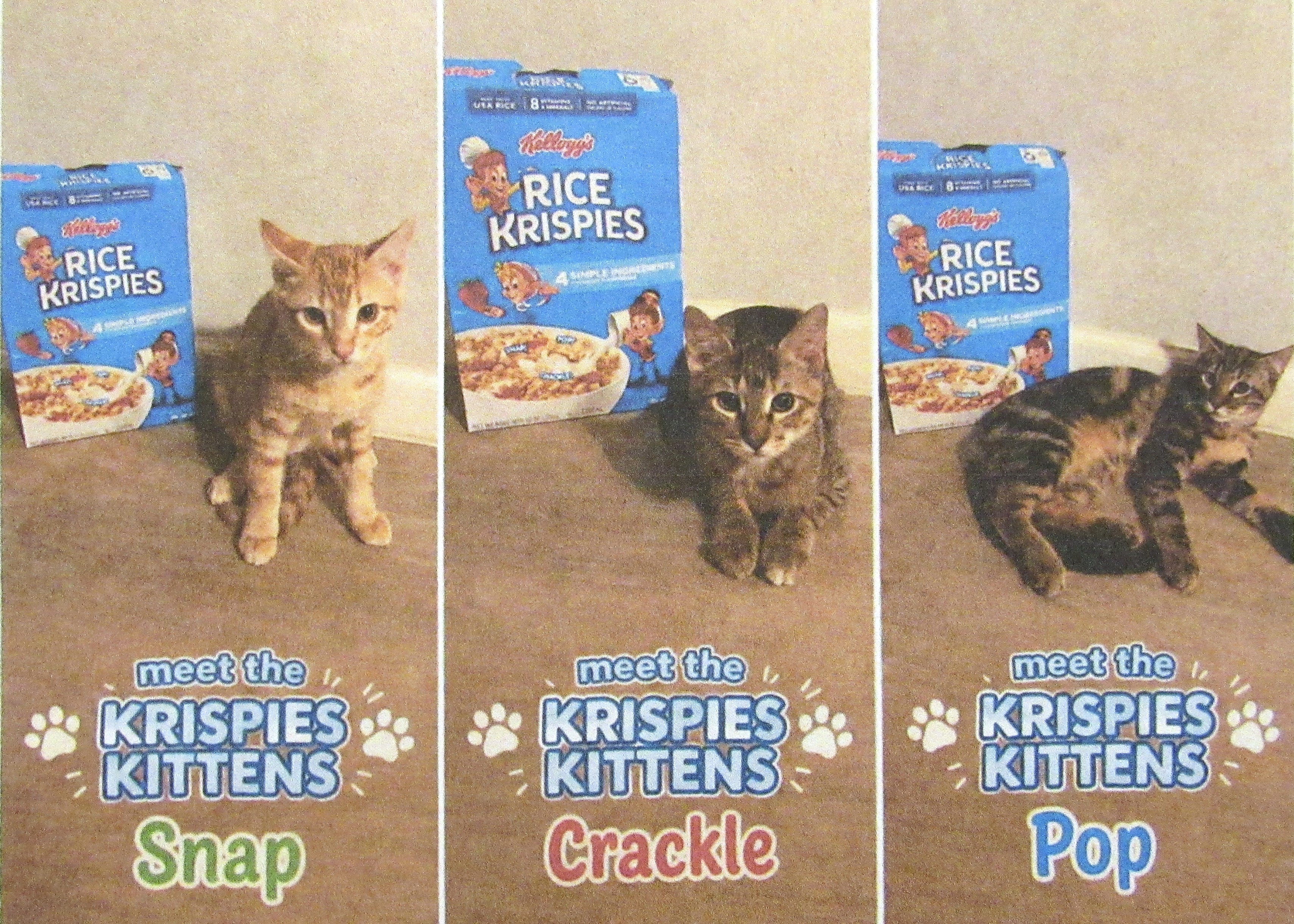 Krispies Kittens Poster 2026 2026