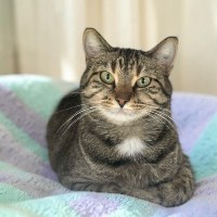Calliope