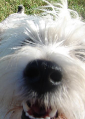 Kessy Nose Kessy Nose