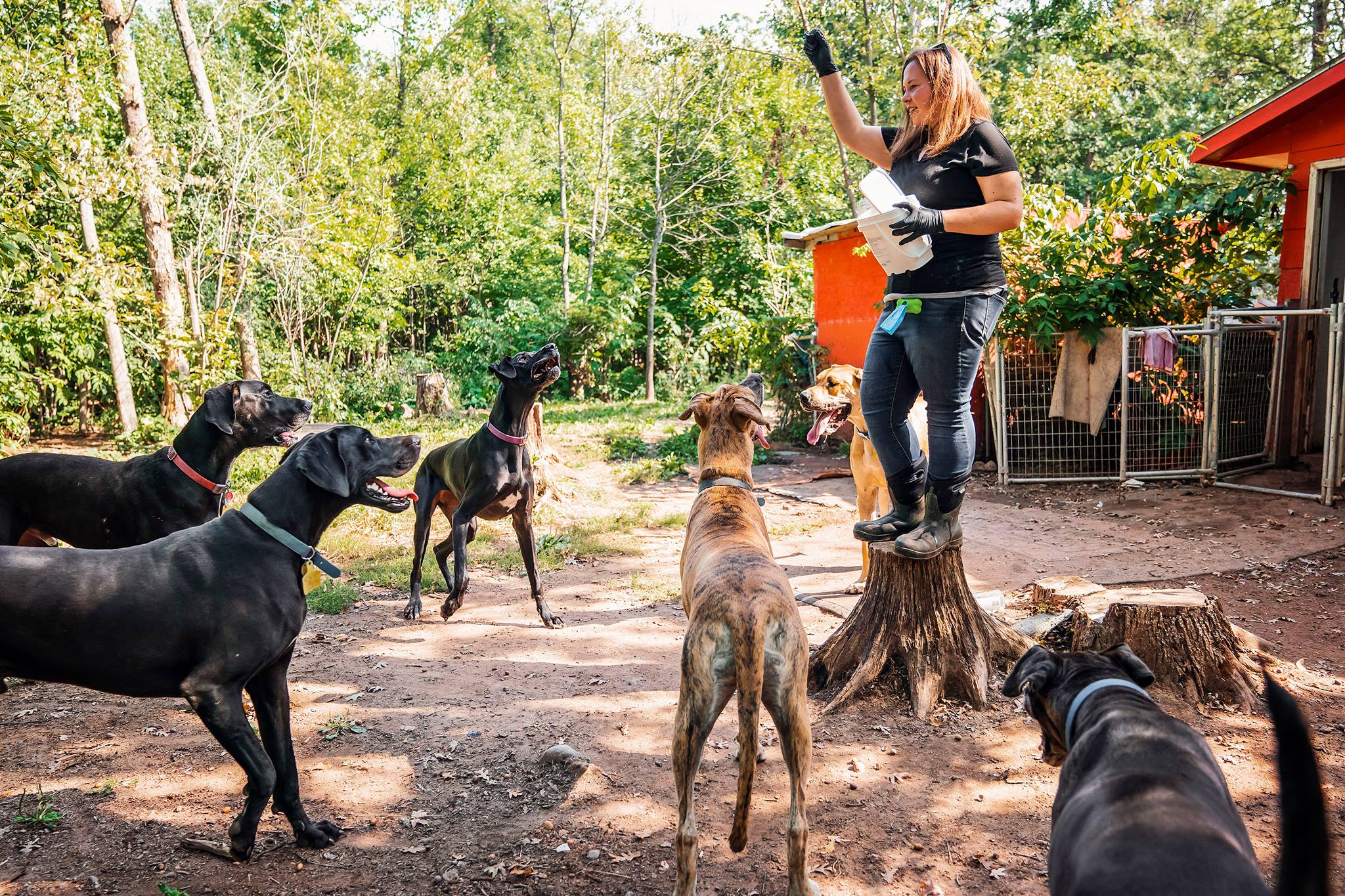 great dane for hunting