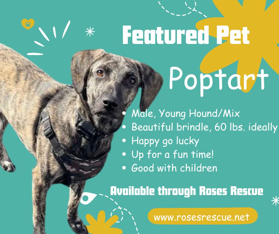 Featured Pet - Poptart Featured Pet - Poptart