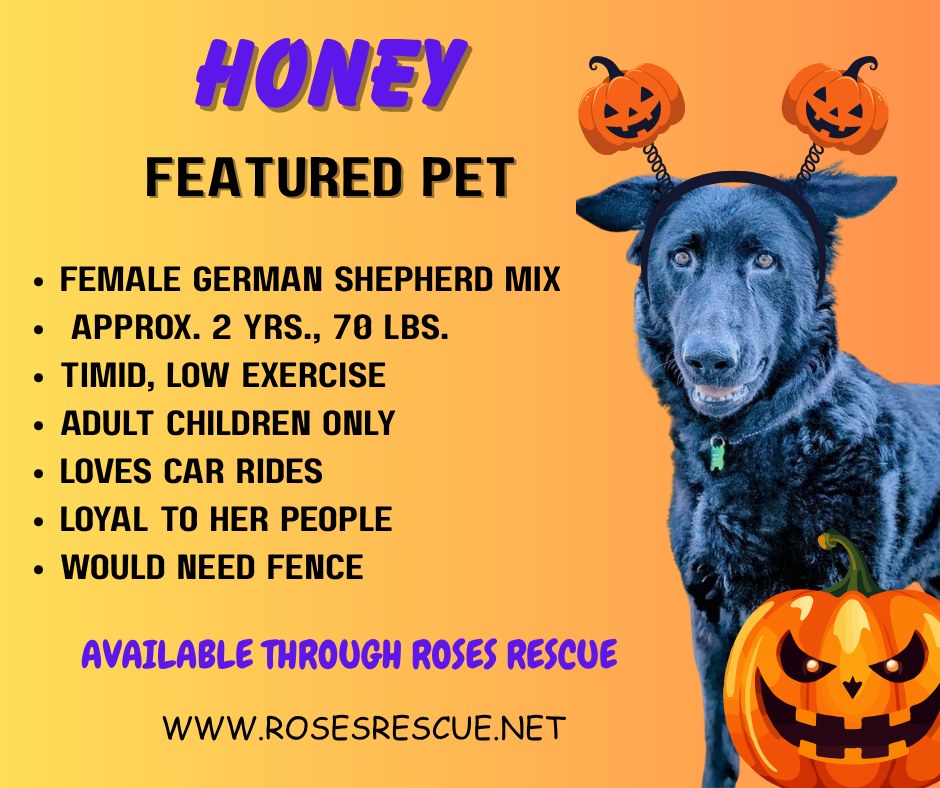 Featured Pet - Honey