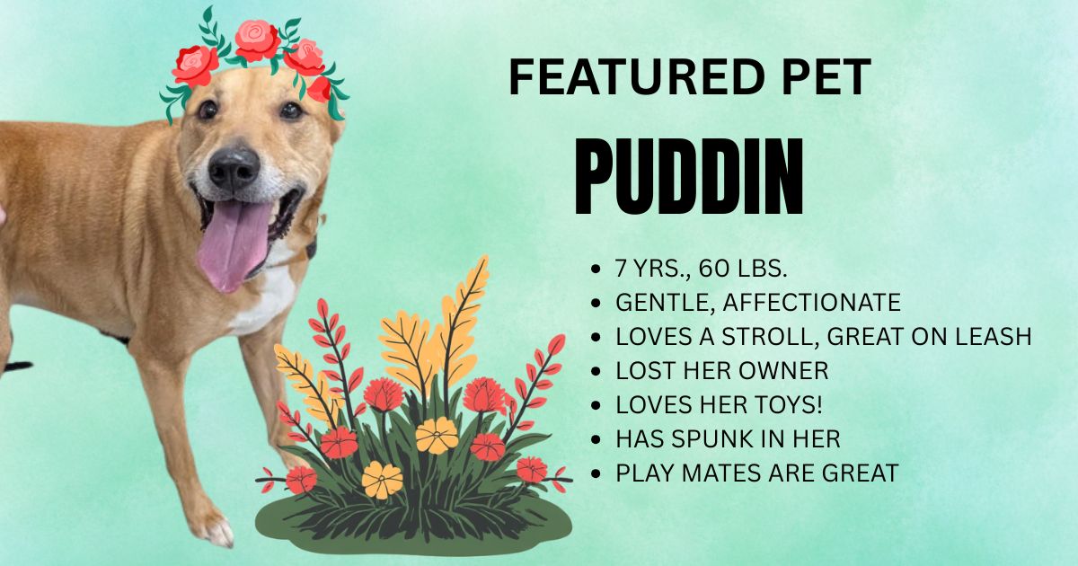 Featured Pet - Puddin Featured Pet - Puddin