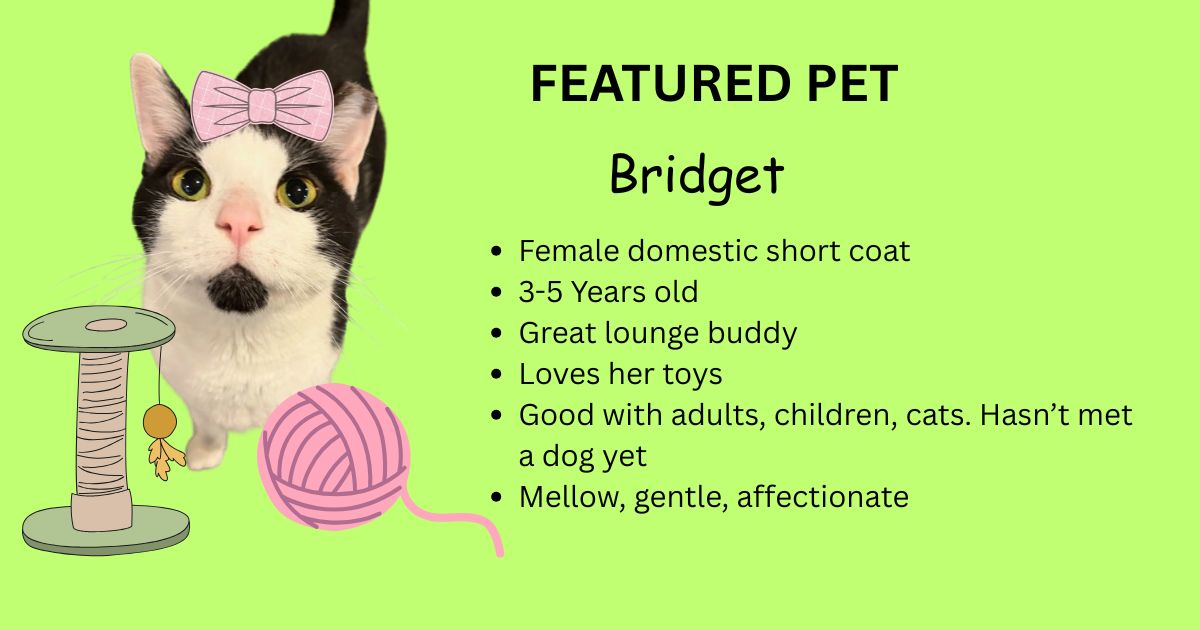 Featured Pet - Bridget Featured Pet - Bridget
