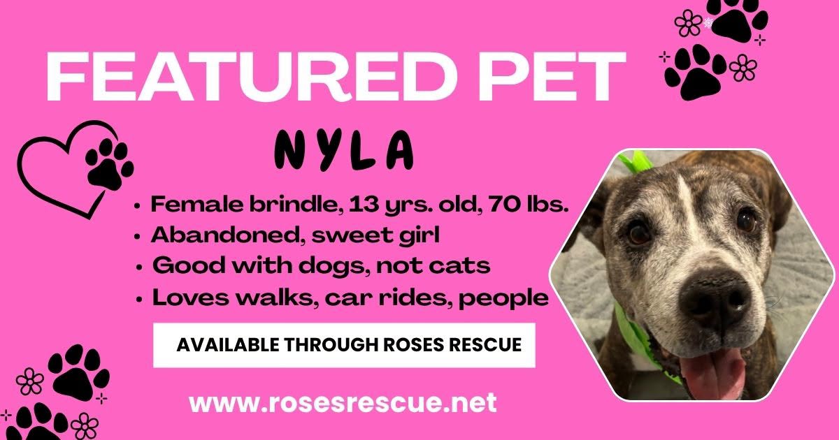 Featured Pet-Nyla-owner foster