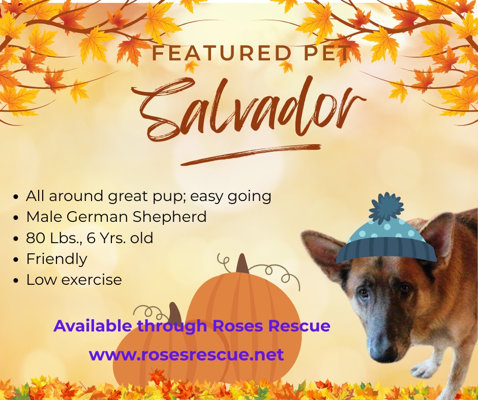 Featured Pet - Salvador Featured Pet - Salvador