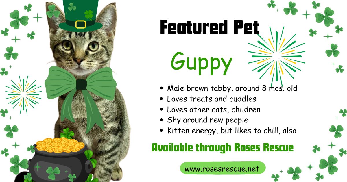 Featured Pet - Guppy