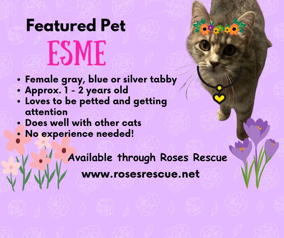 Featured Pet-Esme Featured Pet-Esme