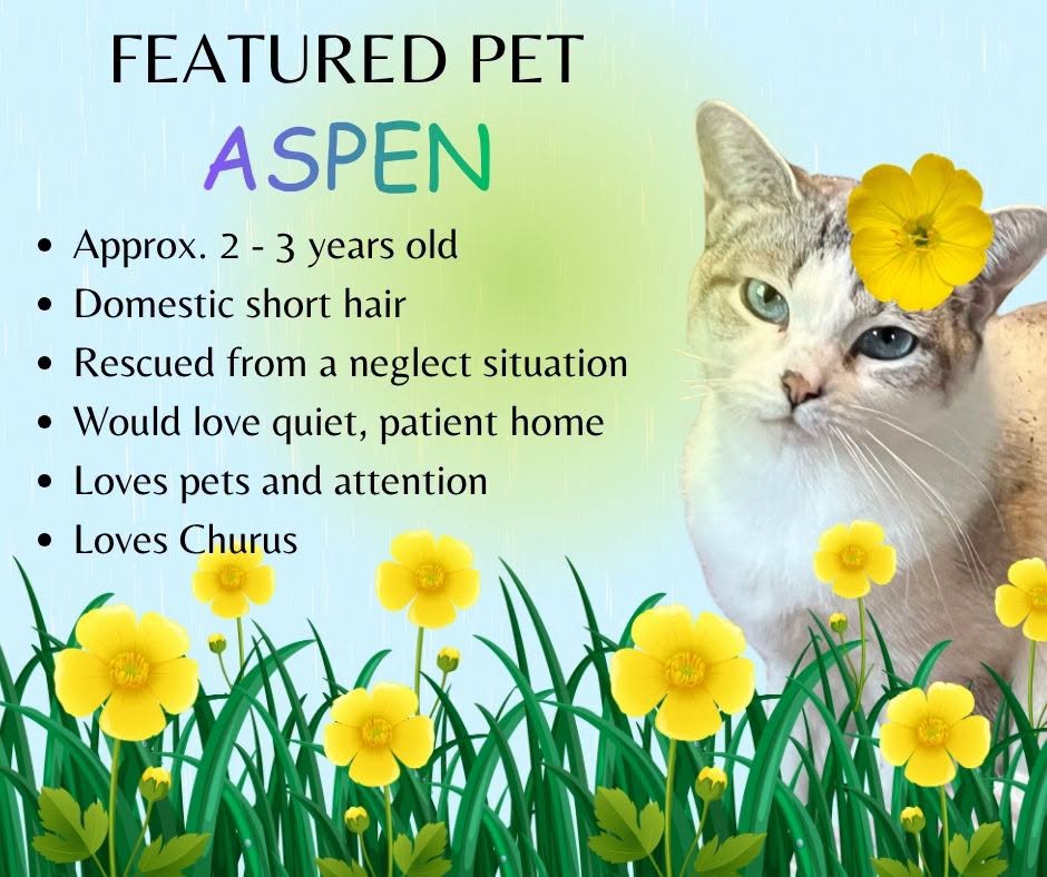 Featured Pet - Aspen Featured Pet - Aspen