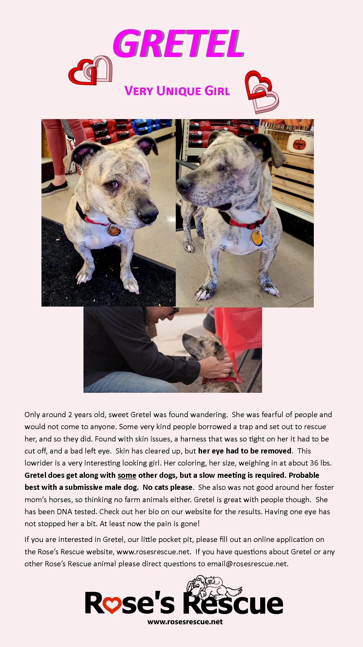 Pet of the week #13 Pet of the week #13
