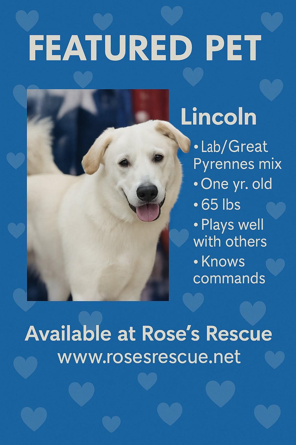 Featured Pet Lincoln